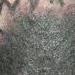 tattoo galleries/ - WOLF